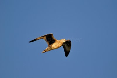 Brazoria NWR 7-5-10 1063.JPG