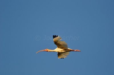 Brazoria NWR 7-5-10 1040.JPG