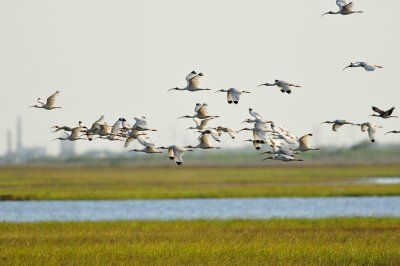 Brazoria NWR 7-5-10 1054.JPG