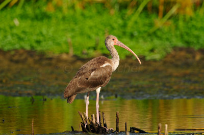 Brazoria NWR 8-15-10 1177.JPG