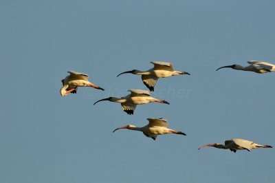 Brazoria NWR 10-29-10 0178.JPG