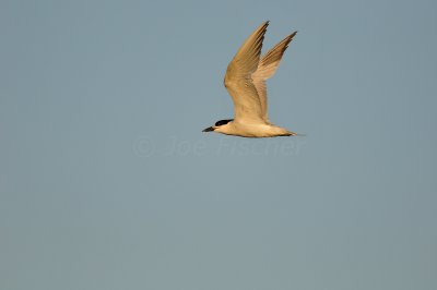 Brazoria NWR 7-5-10 1104.JPG