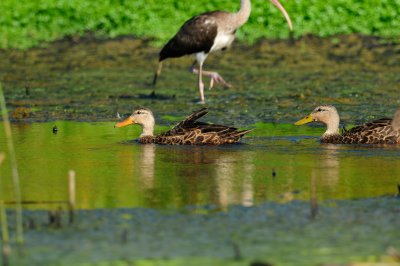 Brazoria NWR 8-15-10 1163.JPG