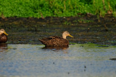 Brazoria NWR 8-15-10 1181.JPG