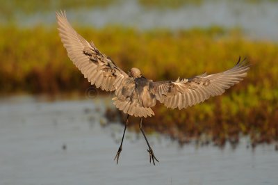 Brazoria NWR 9-21-10 0106.JPG