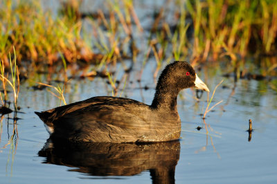 Brazoria NWR 10-29-10 0153.JPG