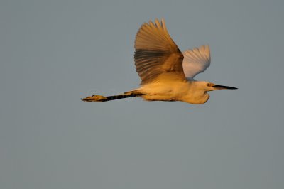 Brazoria NWR 9-21-10 0128.JPG