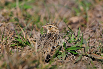 Highlands Reservior 1-2-12 0529.JPG