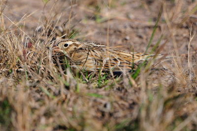 Highlands Reservior 1-2-12 0586.JPG