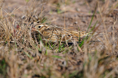 Highlands Reservior 1-2-12 0586.JPG