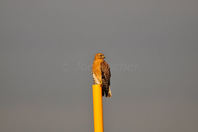Brazoria NWR 1-7-12 1245.JPG