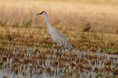Brazoria NWR 1-7-12 1279.JPG