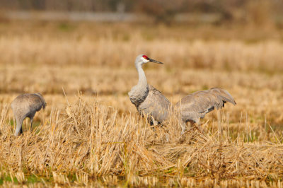 Brazoria NWR 1-7-12 1285.JPG