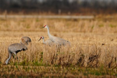 Brazoria NWR 1-7-12 1289.JPG