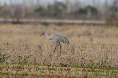 Brazoria NWR 1-7-12 1298.JPG