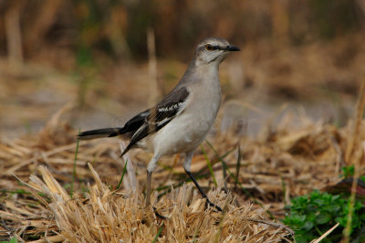 Brazoria NWR 1-7-12 1295.JPG