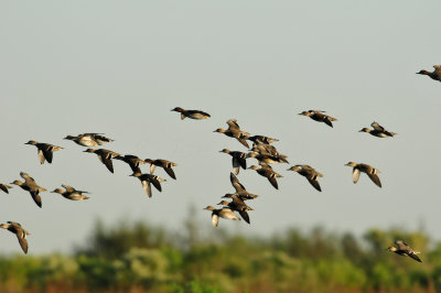 Brazoria NWR 10-29-10 0162.JPG