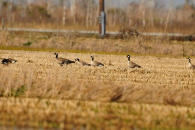 Brazoria NWR 1-7-12 1314.JPG