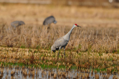 Brazoria NWR 1-7-12 1329.JPG
