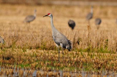 Brazoria NWR 1-7-12 1333.JPG