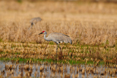 Brazoria NWR 1-7-12 1339.JPG