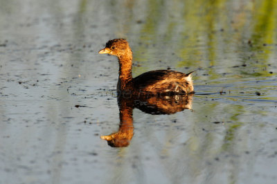 Brazoria NWR 10-29-10 0171.JPG