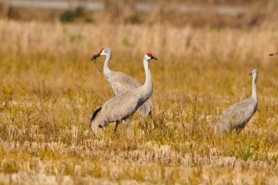 Brazoria NWR 1-7-12 1347.JPG