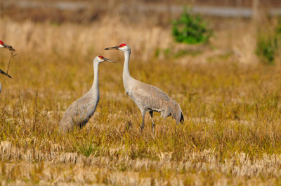 Brazoria NWR 1-7-12 1351.JPG