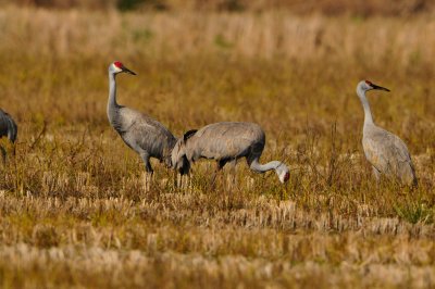 Brazoria NWR 1-7-12 1355.JPG