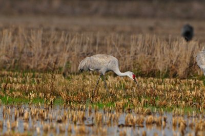 Brazoria NWR 1-7-12 1342.JPG