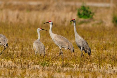 Brazoria NWR 1-7-12 1357.JPG