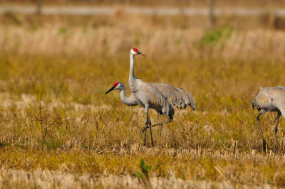 Brazoria NWR 1-7-12 1362.JPG