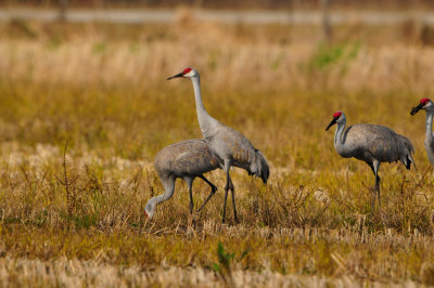 Brazoria NWR 1-7-12 1366.JPG