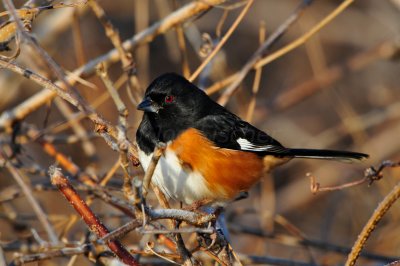 Columbia CA 12-26-11 0859.JPG