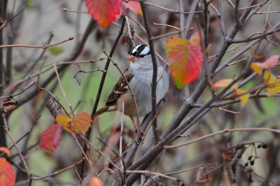 Columbia CA 12-26-11 0962.JPG