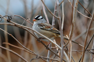 Columbia CA 12-26-11 0970.JPG