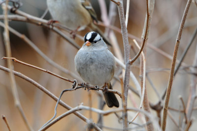 Columbia CA 12-26-11 0979.JPG