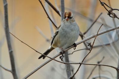 Columbia CA 12-26-11 0996.JPG