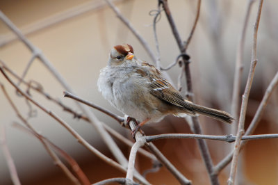 Columbia CA 12-26-11 1013.JPG
