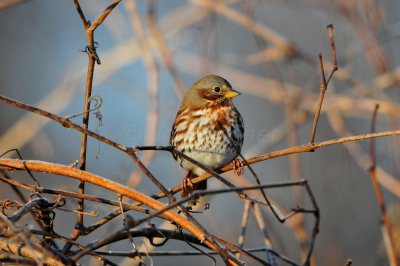 Columbia CA 12-28-11 1491.JPG