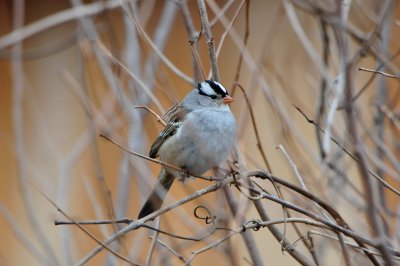 Columbia CA 12-26-11 1394.JPG