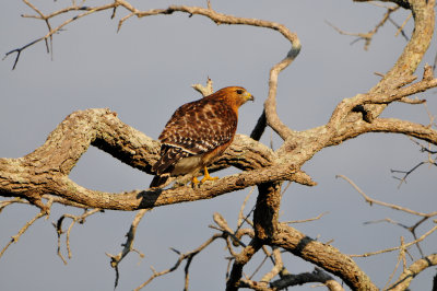Dow Stratten Ridge 12-18-11 0651.JPG