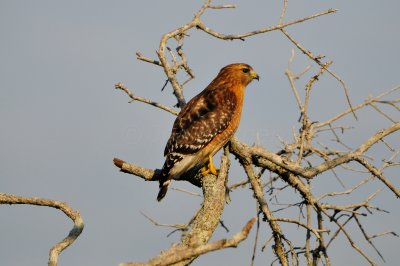 Dow Stratten Ridge 12-18-11 0662.JPG
