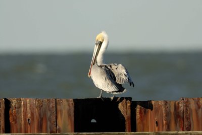 Texas City Dike 12-16-07 0137.jpg
