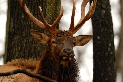 Lone Elk Park 12-28-07 0112.jpg