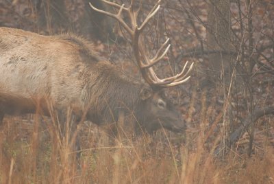 Lone Elk Park 12-28-07 0002.jpg