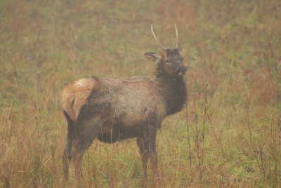 Lone Elk Park 12-28-07 0003.jpg
