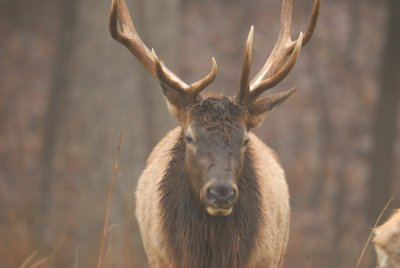 Lone Elk Park 12-28-07 0012.jpg