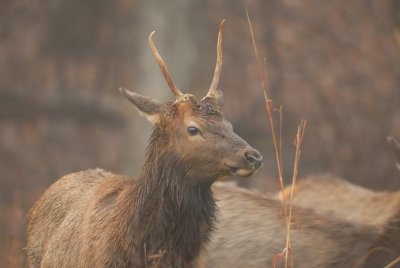Lone Elk Park 12-28-07 0020.jpg