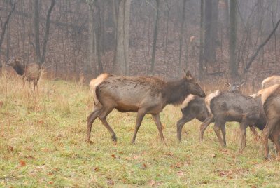Lone Elk Park 12-28-07 0024.jpg